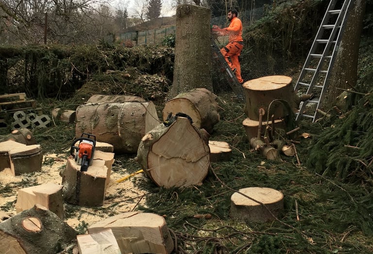 Abattage d'un arbre (sapin) 