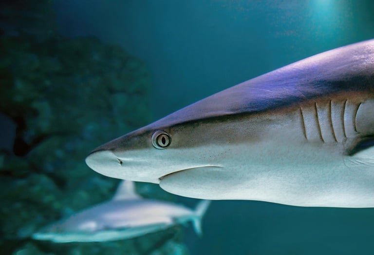 Sharks swimming in a large aquarium