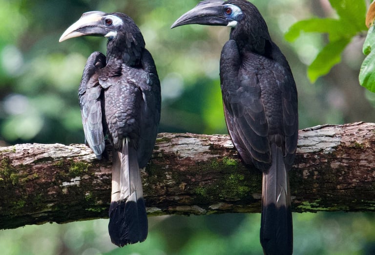 Birds of Sumatra