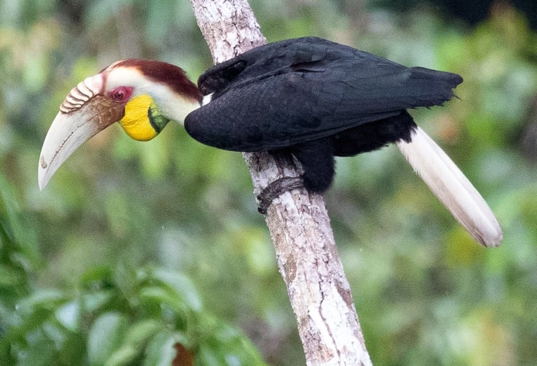 Birds of Sumatra