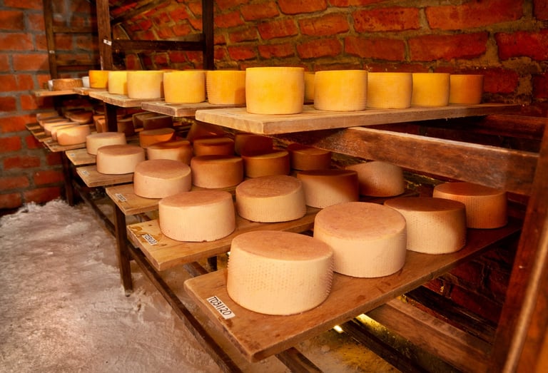 Artisan cheese wheels aging on wooden shelves in a traditional brick cellar.