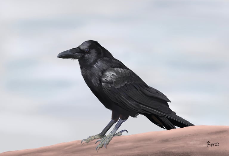 Crow sitting on a fence