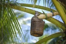 Tuba local fermented coconut drink
