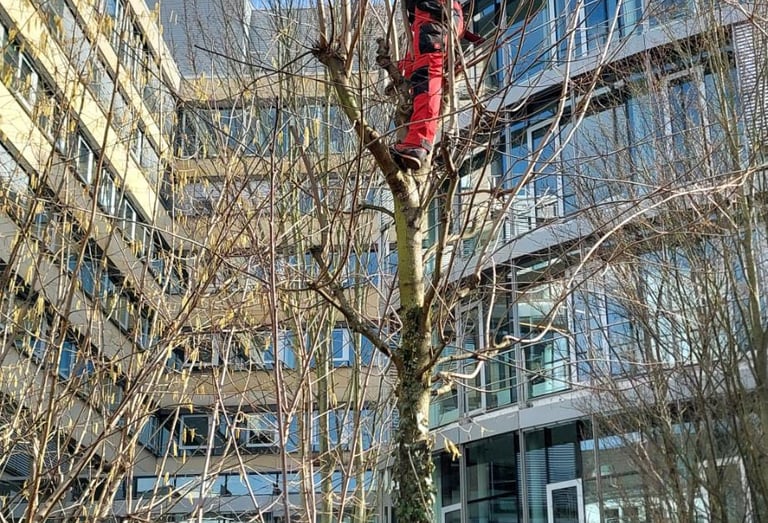Baumfällungen Taunus