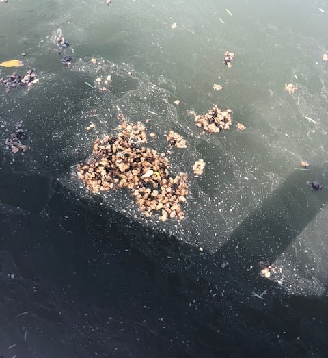 algae bloom on Marco Island