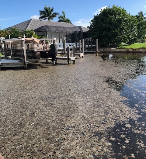 Debris and surface scum outside a Marco canal home