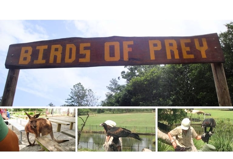 Animais durante o show das aves no Lone Pine Koala Sanctuary em Brisbane