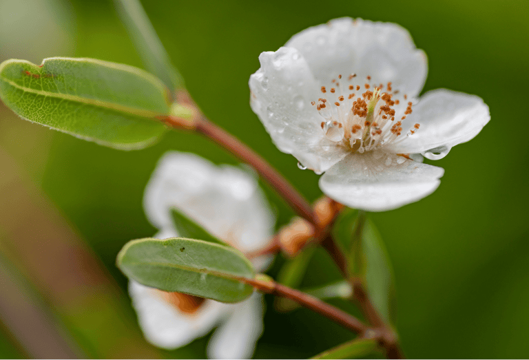 Tasmanian leatherwood flower