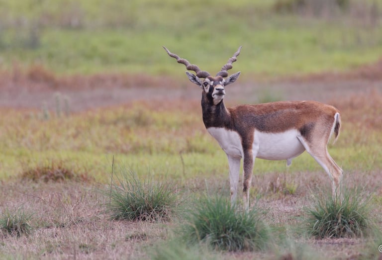 Black-buck in Khairapur reserve