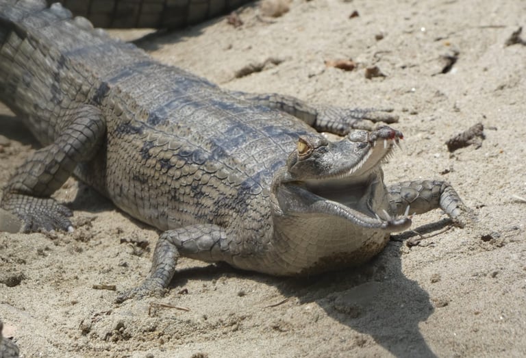 gharial of the Ganges near the Mohana River