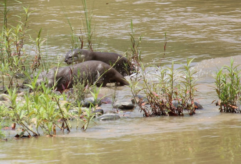 otters  fishing in Bardiya