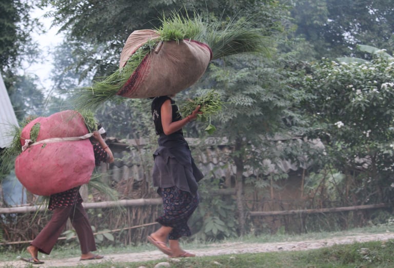 femmes revenant des champs