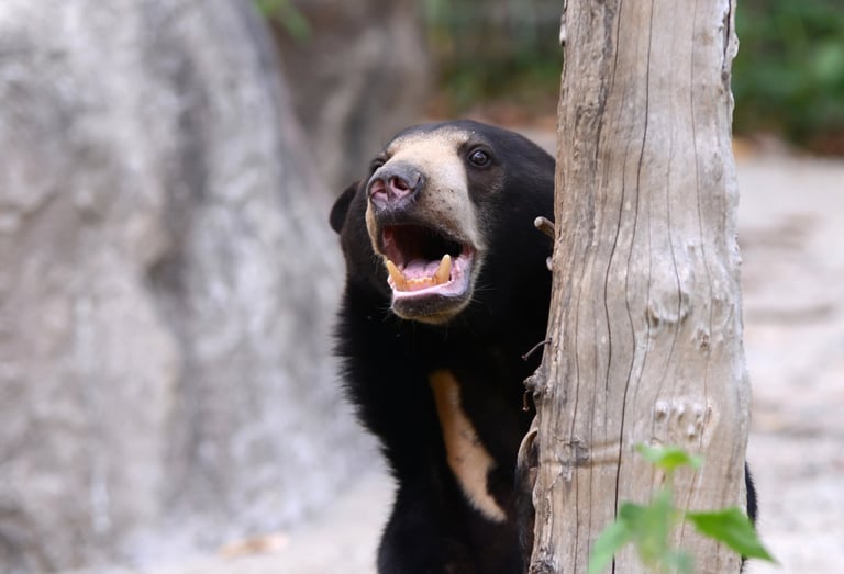 sloth bear in the Churia Valley