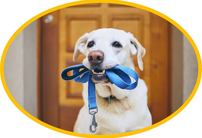 a dog with a leash ready for walking