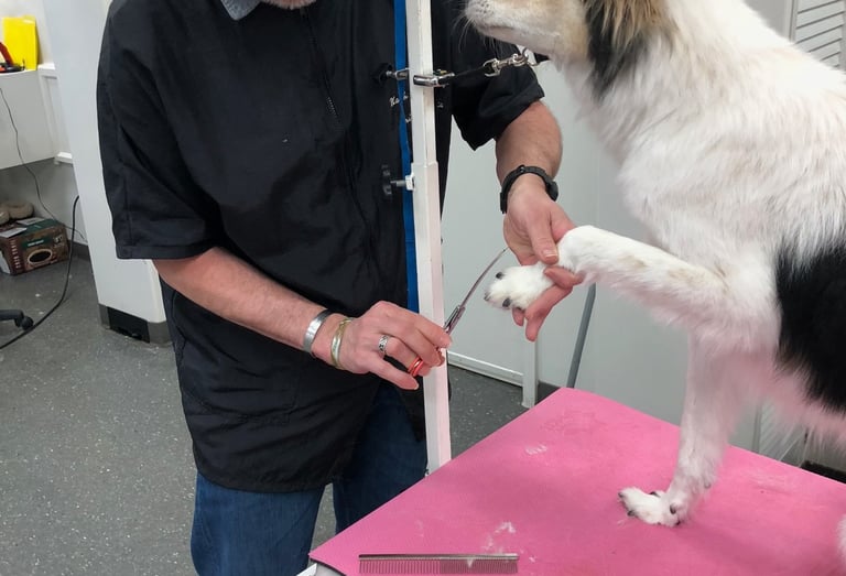 Jody does a final trim on a dog's paw hair.