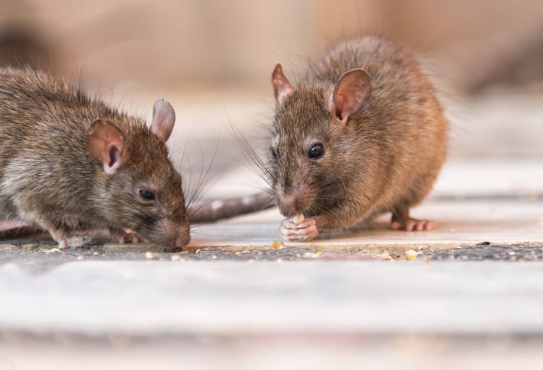 Rodent Control in Menifee, Murrieta, and Temecula Footprint Pest Management