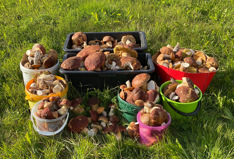 a variety of mushrooms and mushrooms in buckets