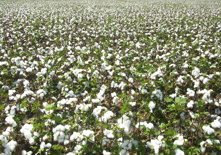 Cotton Field