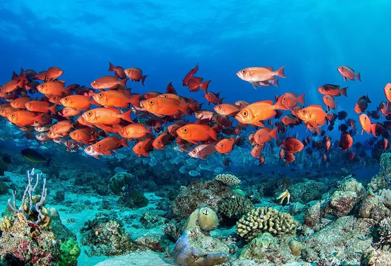 a school of fish in the ocean