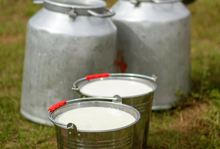Fresh goat milk in metal pails on the grass beside large milk cans