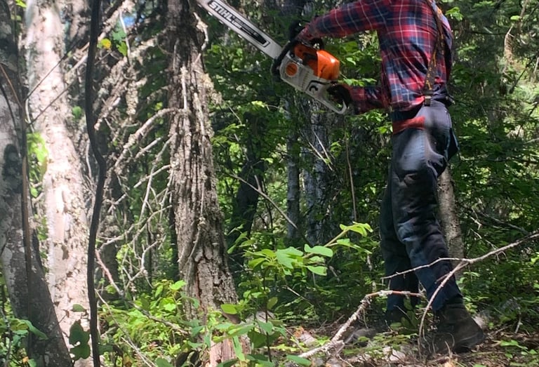 Tree Trimming in Salmon Arm