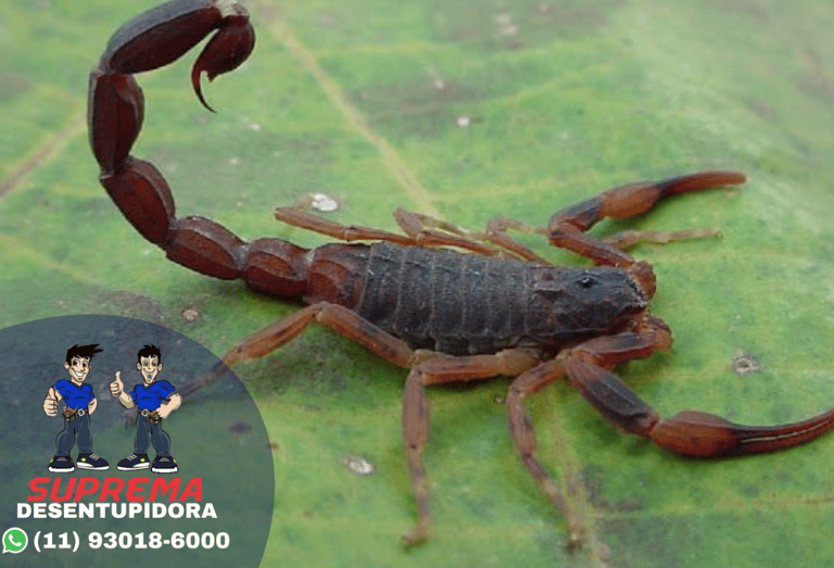 escorpião