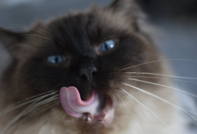 Batcat Octavia