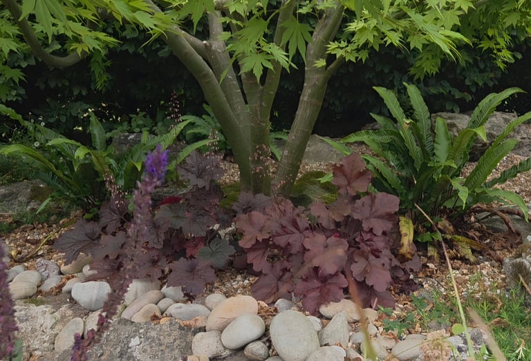 Underplanted Acer in a rock garden redesign