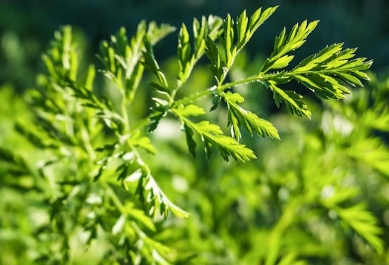 a green carrot plant