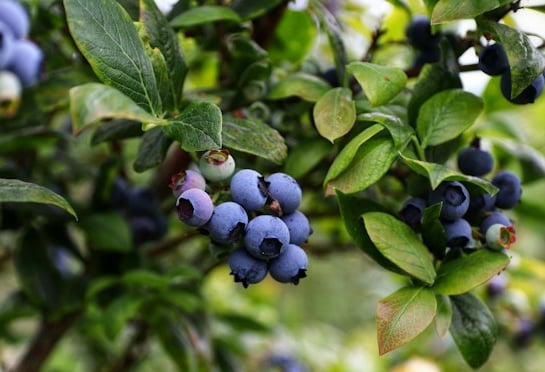 a bush with berries that needs to be trimed