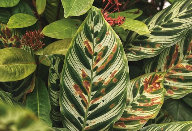 a bush with big green leaves that is dying because of diseases