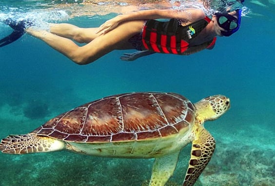 Tour Snorkel Tortugas desde Cancun