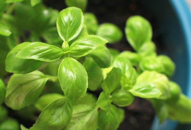 a Basil plnt that has been grown from seed correctly