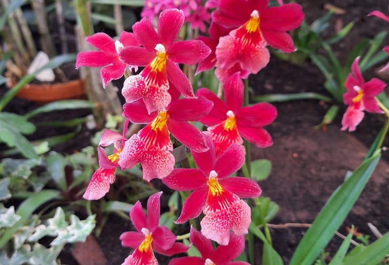 a bunch of red Orchid flowers outdoors