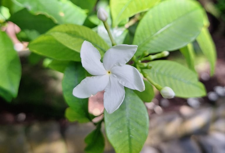 one white Pinwheel flower that was grown from seed