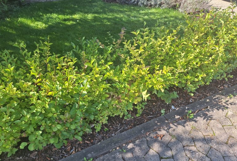 a leafy bush that got pruned in form of a hedge