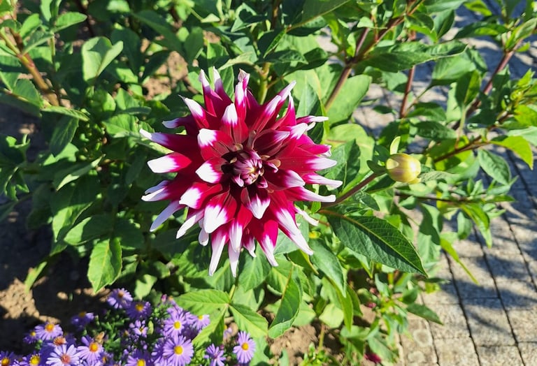 a thriving Dahlia bush with one red-white flower