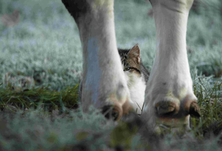 Cache cache - Y.Hunault - Ménil Image - kiosque à Images Chateau-Gontier - Photographie