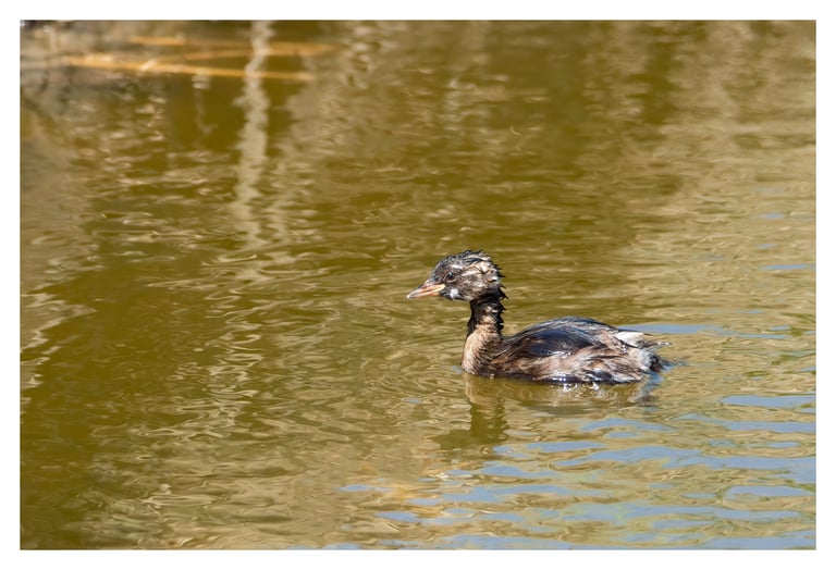 ZAMPULLÍN CHICO (TACHYBAPTUS RUFICOLLIS)