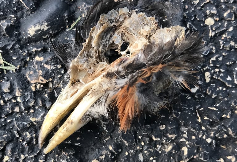 Furry bird's scull with a beak and empty eyehole on a black concrete.