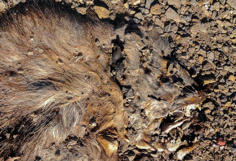 Furry roadkill animal with front teeth flattened on the brown-gray pebbles.