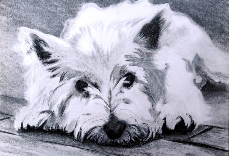 Zak beloved westie