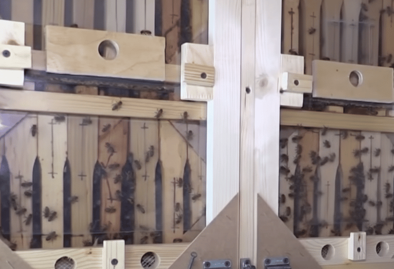 BeePolis. Transparent walls of the hive. The beehive cassette