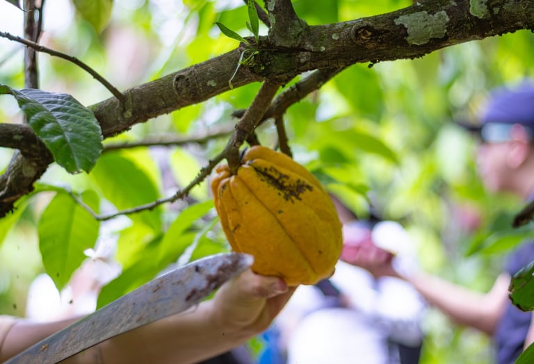 cacao farm tour Ecuador hands-on experience