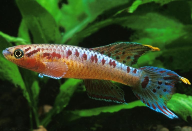 Specialized Australian boutique studio breeding premium designer snails and high color