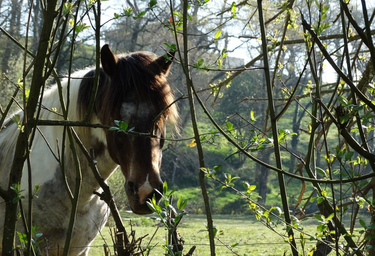 Un beau cheval d'équithérapie qui nous regarde derrière des branches