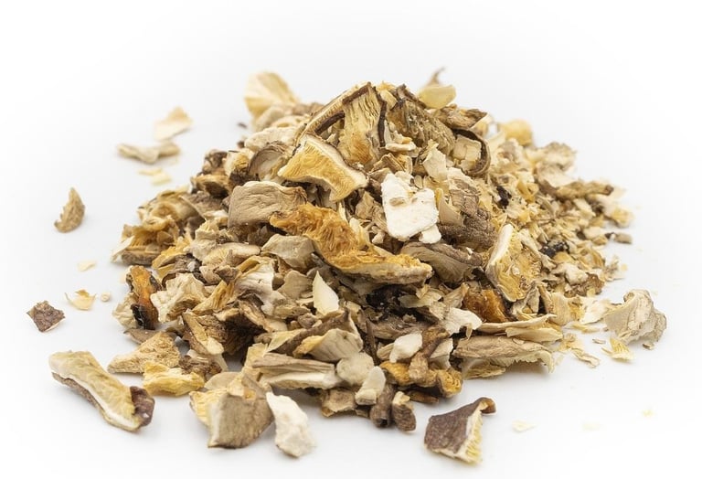 Shiitake - Mykotherapie für Hunde