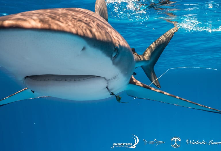 Requin peau bleu avec hamecon dans la bouche