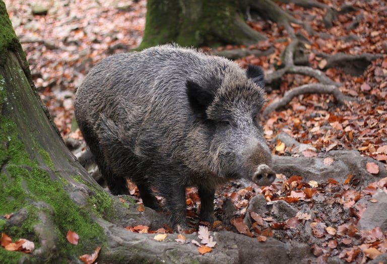 photos sanglier et gibier