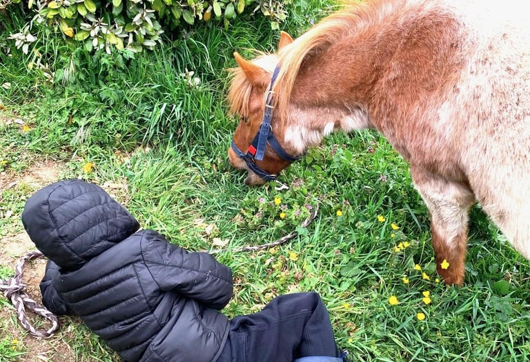 Un petit garçon allongé à côté de son poney qui broute le regarde durant une séance d'équithérapie